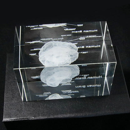 3D Human Anatomical Model Brain Science Decor